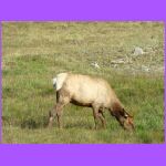 Female Elk 2.jpg